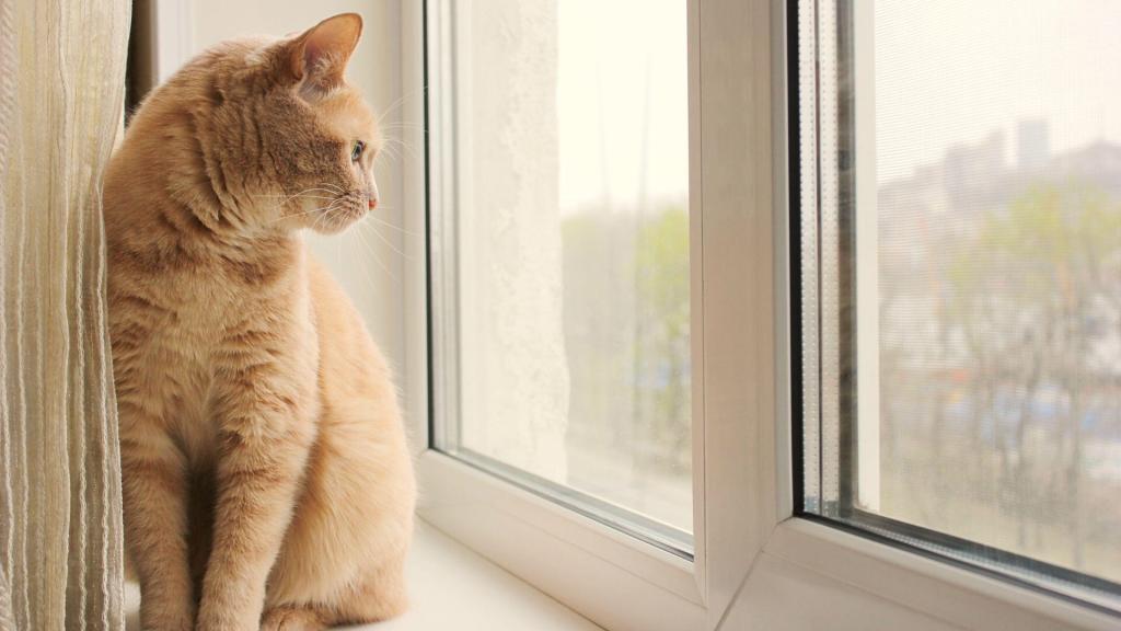 Katze sitzt vor dichtem Fenster ohne Zugluft und fühlt sich wohl