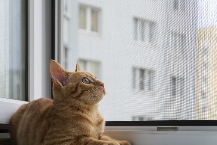 Junge Katze sitzt am offenen Fenster. Geschützt durch ein nachgerüstetes Insektengitter.